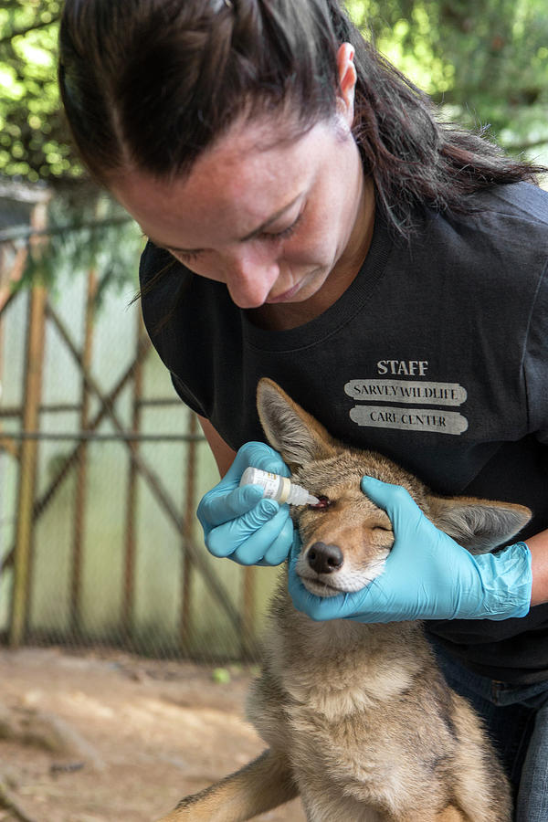Wildlife Rehabilitator, Jessie Paolello, Administering Eye Photograph by Suzi Eszterhas / Naturepl.com Wildlife Rehabilitator, Jessie Paolello, Administering Eye Photograph by Suzi Eszterhas / Naturepl.com