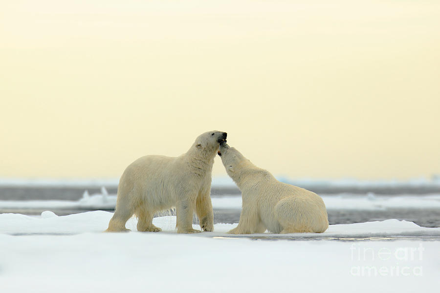 Love Photograph - Wildlife Scene From The Arctic Couple by Ondrej Prosicky Love Photograph - Wildlife Scene From The Arctic Couple by Ondrej Prosicky