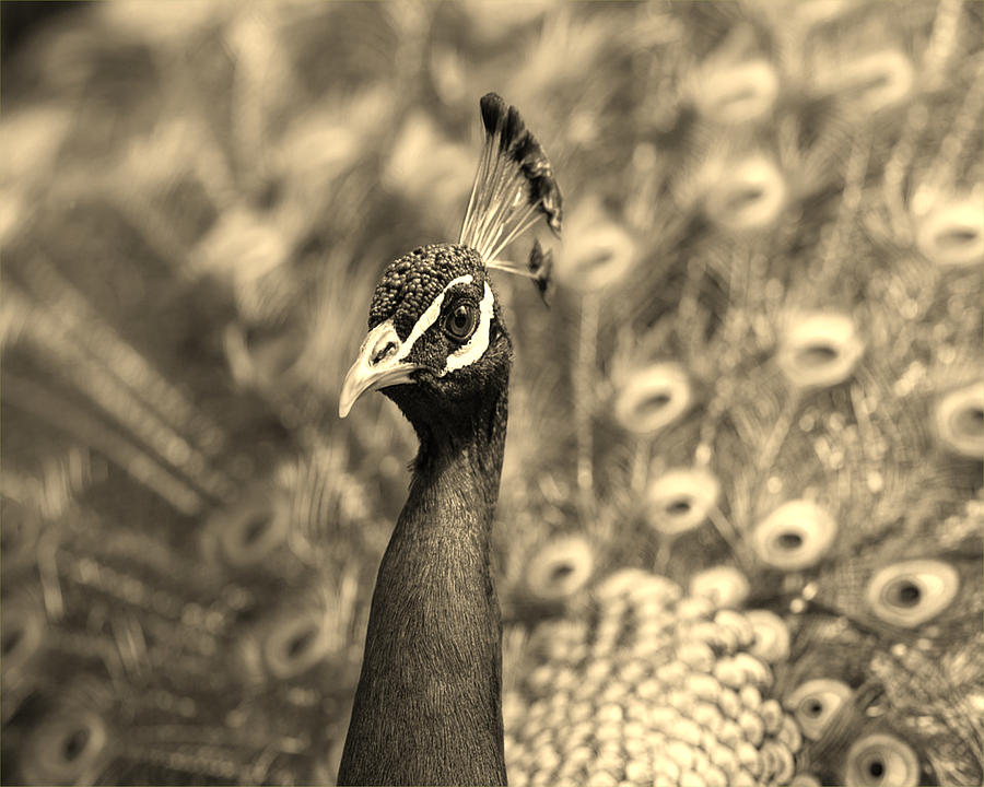 Wildlife Sepia Peacock 2 Cd1s Digital Art By Art Kreations - Fine Art 