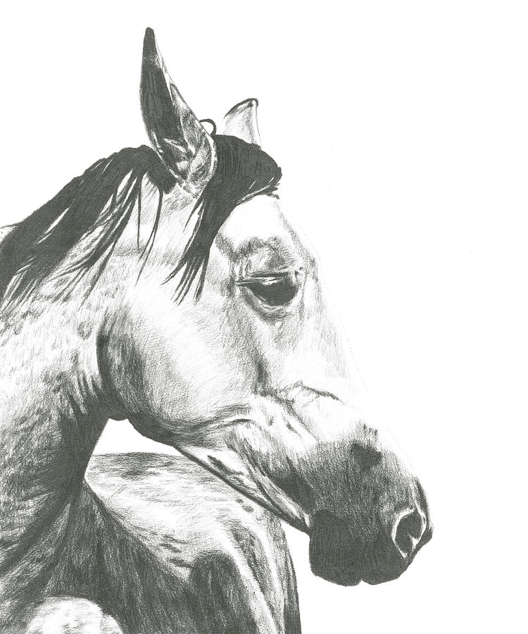 Abstract Painting - Wildlife Snapshot: Horse II by Naomi Mccavitt