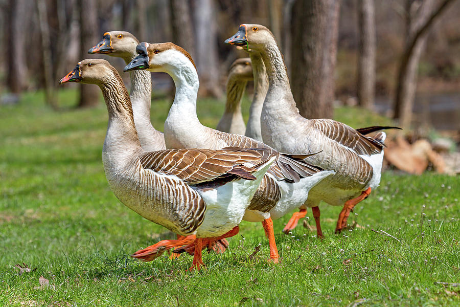 Wildlife Waddlers Photograph by Betsy Knapp