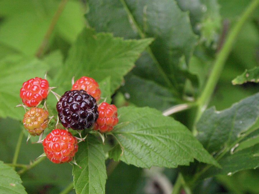 Raspberry Photograph - Wildly Fruity by Jeffrey Peterson