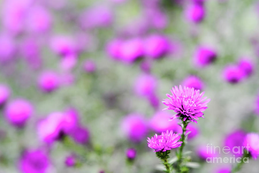 Wildwood Flower Photograph by DiFigiano Photography Fine Art America