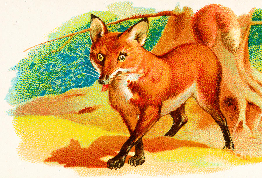 Wiley Red Fox Painting by Peter Ogden