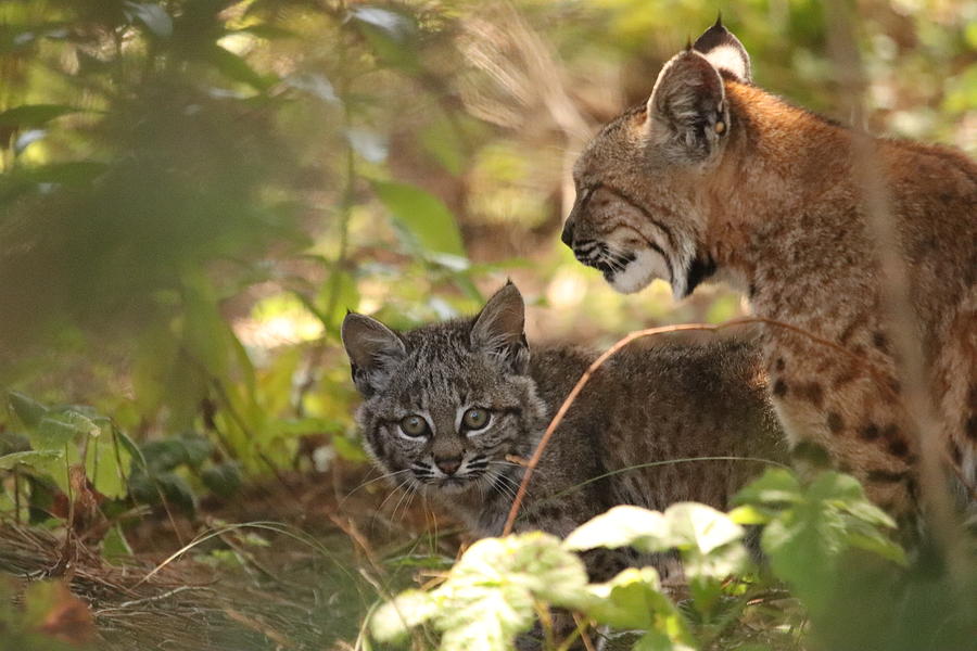 Wilf Bobcat Kitten by Paul Comish Wilf Bobcat Kitten by Paul Comish
