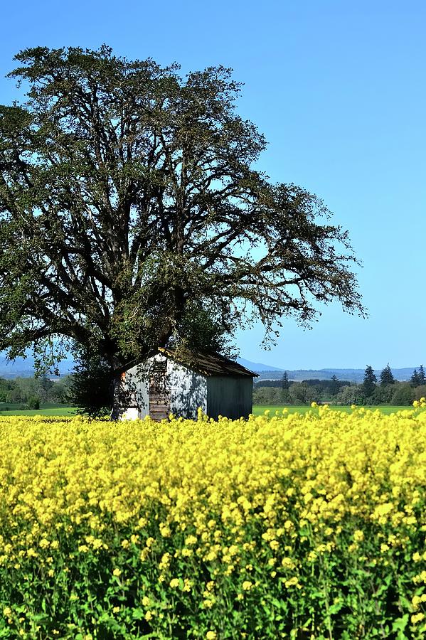 Willamette Valley Spring Crop Photograph by Jerry Sodorff