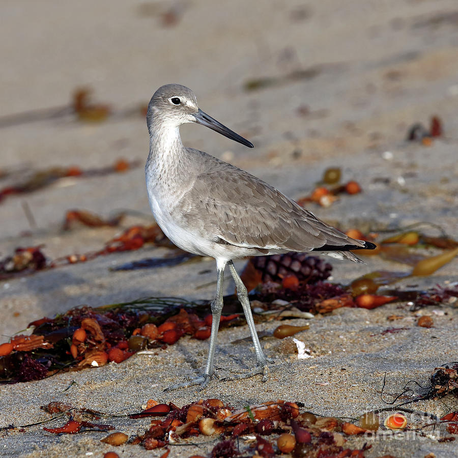 Willet #2 Photograph