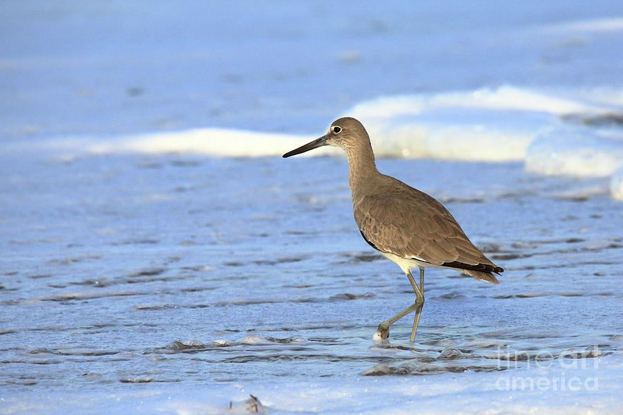 Willet #5 Photograph