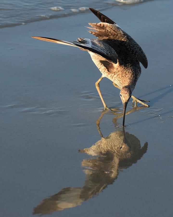 Willet And Reflection Photograph by Chip Gilbert