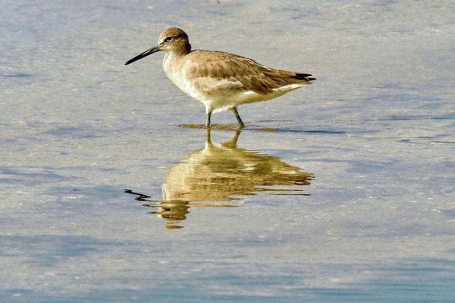 Willet  Photograph by Susan Rydberg