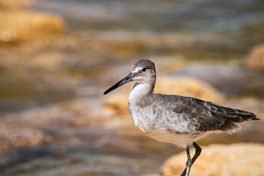 Willet Photograph by Mary Ann Artz
