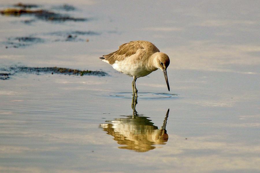 Willet Sees its Reflection Photograph by Susan Rydberg