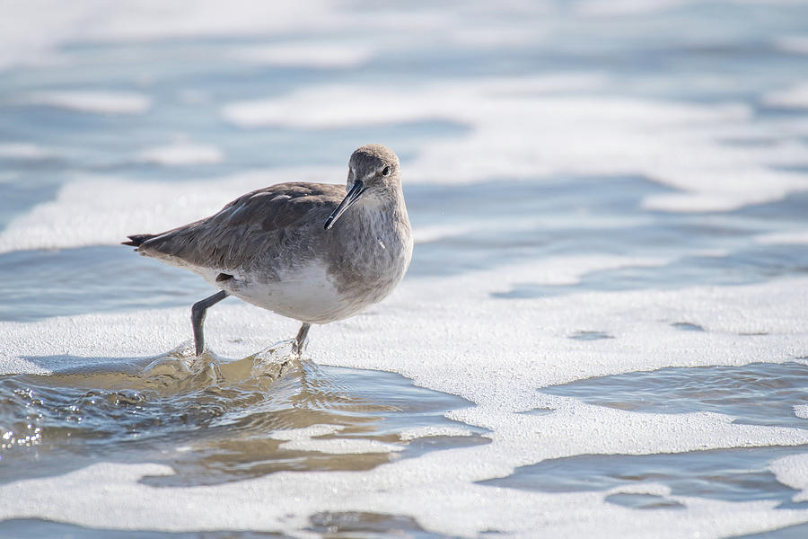 Willet Wading Photograph by Gary E Snyder
