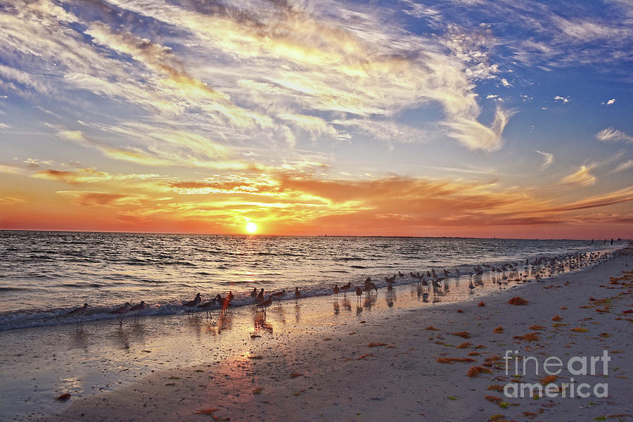 Willets on Florida Beach at Sunset  by Catherine Sherman