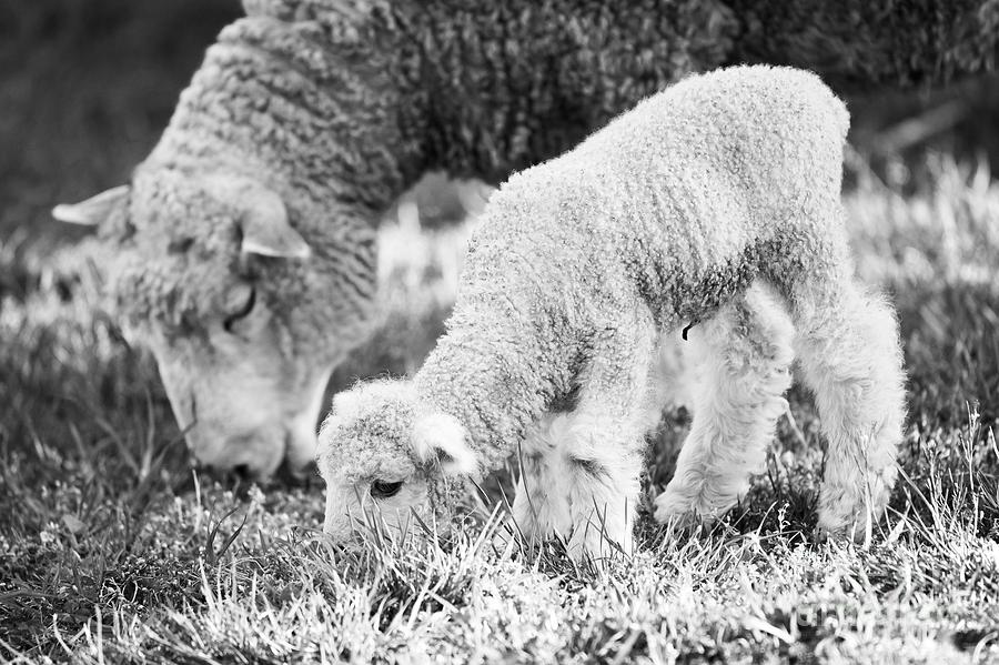 Williamsburg Lamb and Mother Photograph by Lara Morrison