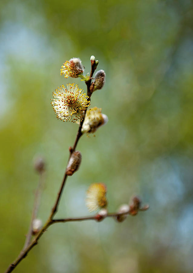 Willow Branch Photograph by Gouzel -