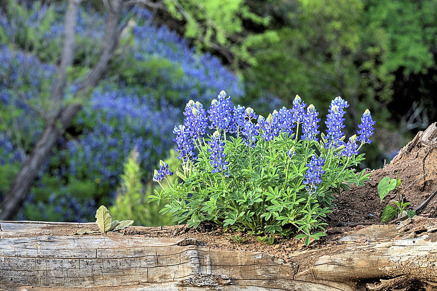 Bluebonnets Photograph - Willow City Loop Bluebonnets by JC Findley
