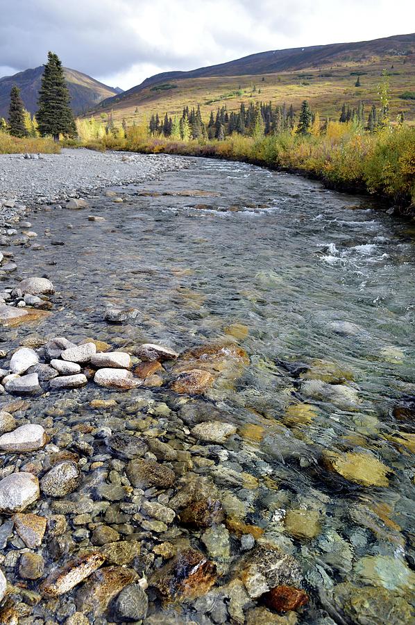 Willow Creek 1 Photograph by Carey Dickinson