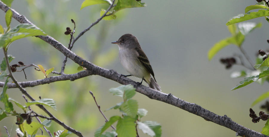 Willow Flycatcher Photograph by Whispering Peaks Photography