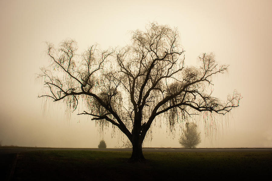 Willow in Fog Photograph by Douglas Wielfaert