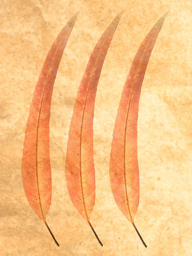 Willow Leaves Digital Art by Don Bishop