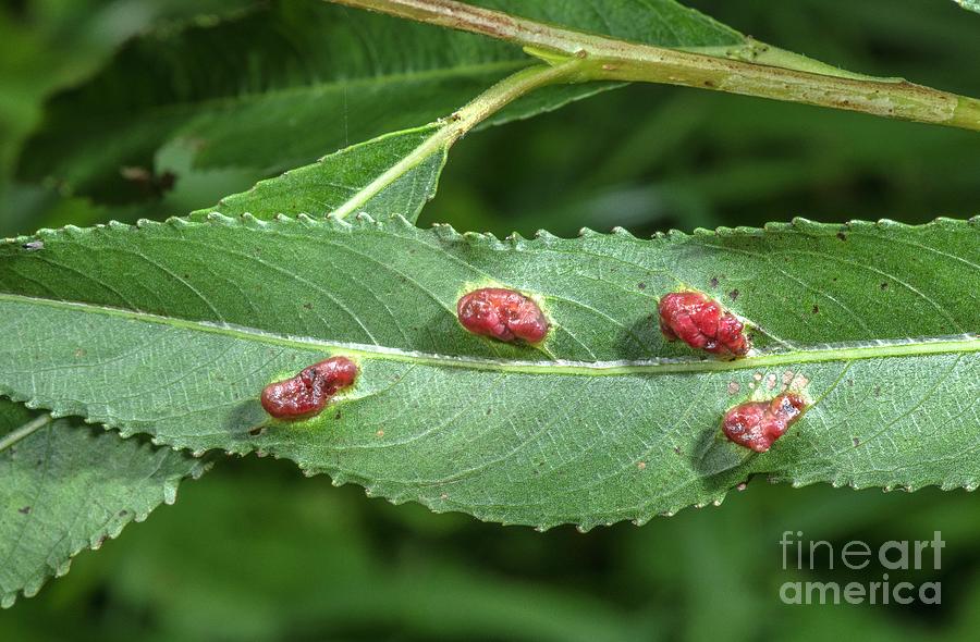 Willow Redgall Sawfly Galls Photograph by Bob Gibbons/science Photo Library