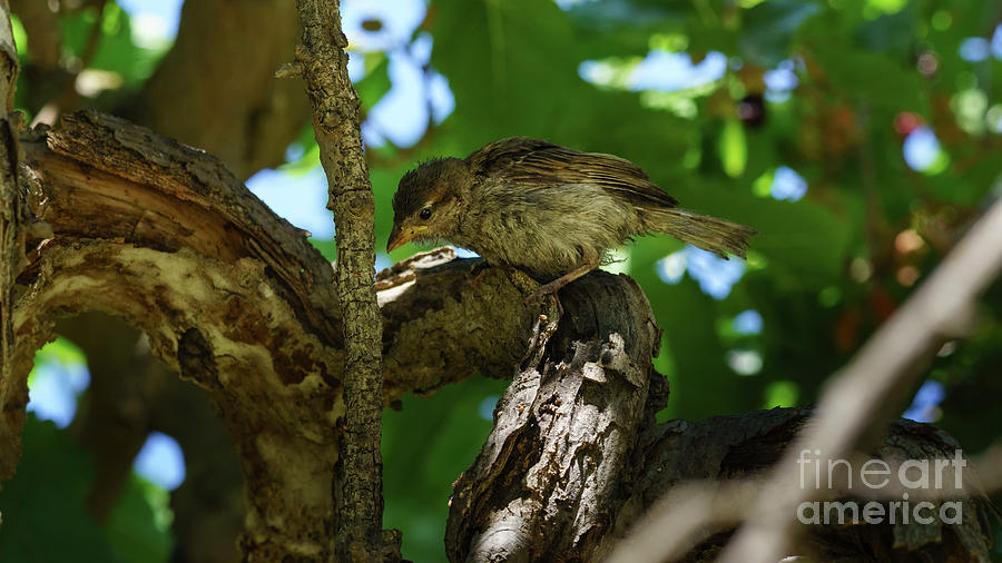 Willow Sparrow Passer Hispaniolensis Photograph by Pablo Avanzini
