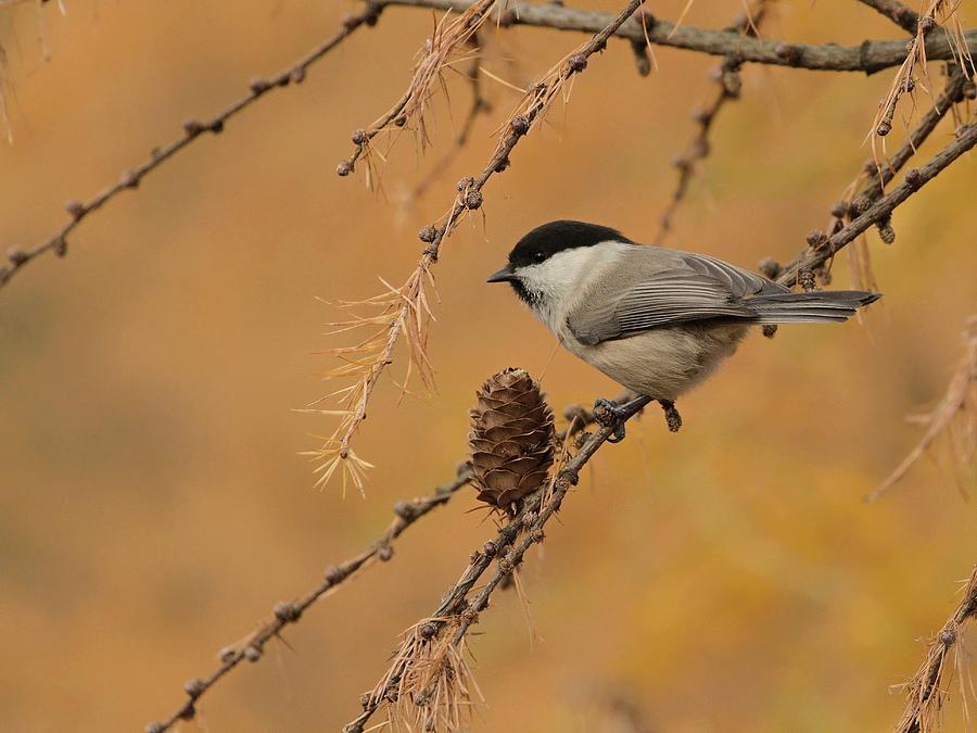 Fall Photograph - Willow Tit by Piotr Fras