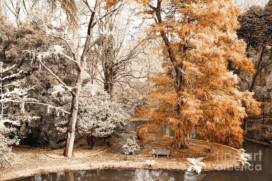 Infrared Photograph - Willow Tree by Gaspar Avila Infrared Photograph - Willow Tree by Gaspar Avila