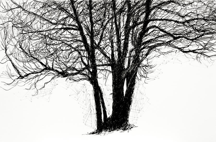 Willow Tree Drawing by Hans Egil Saele