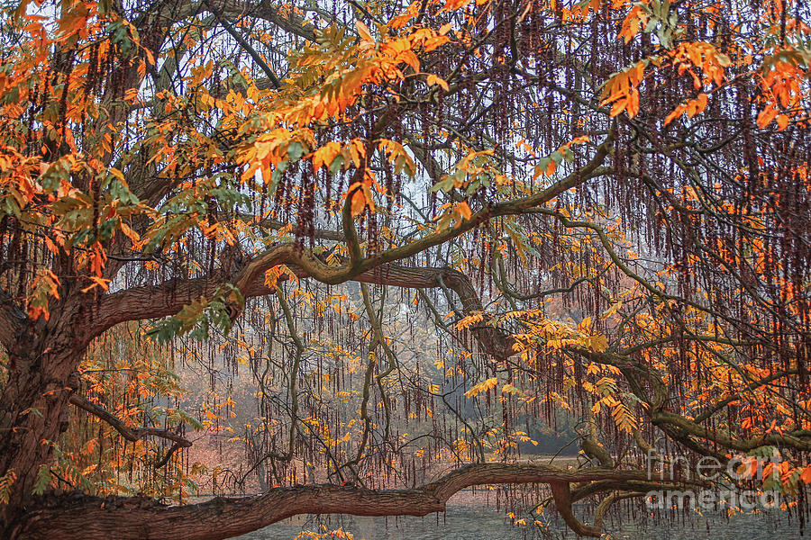 Willow tree in fall colors Photograph by Patricia Hofmeester