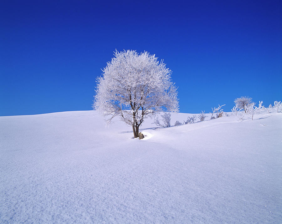 Willow Tree In Snow Covered Field Photograph by Min Geolshik
