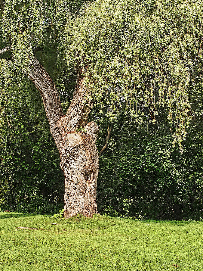 Willow Tree Photograph by William Wernicke - Fine Art America