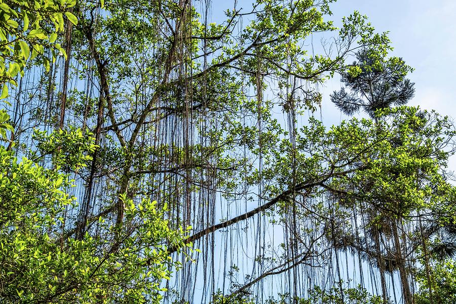 Willow Trees At Reservoir Park Photograph By Chua Wee Boo - Fine Art 