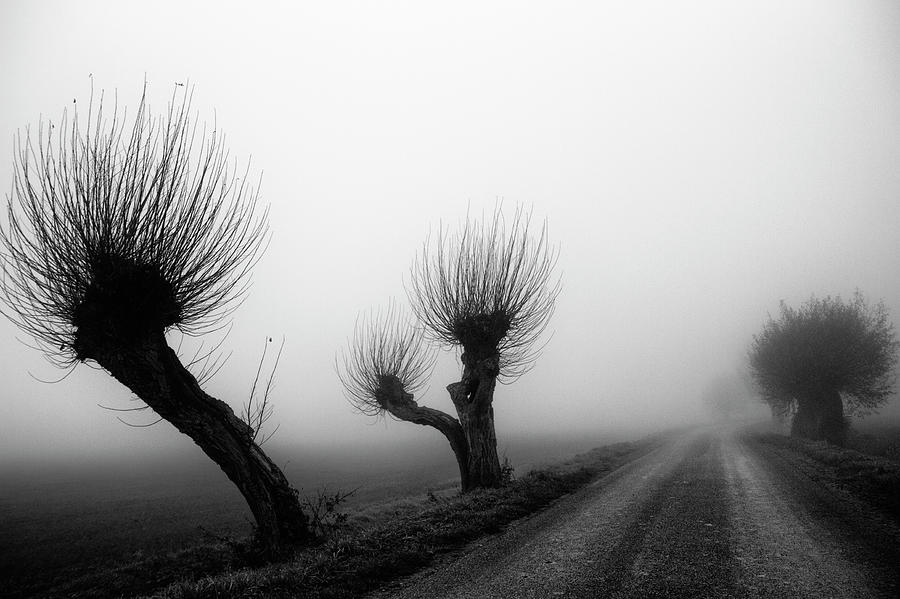 Willow Trees In Fog Photograph by Kees Smans