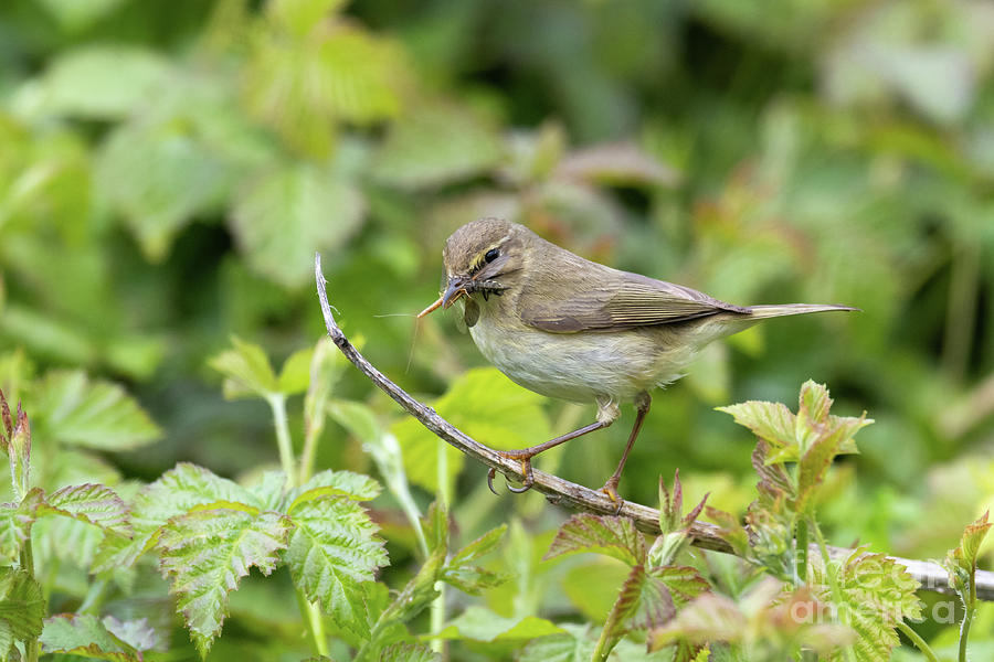 Willow Warbler Photograph by Dr P. Marazzi/science Photo Library - Fine ...