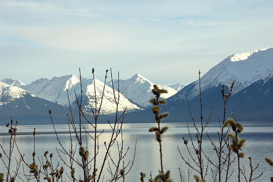 Willows And Mountains Photograph By Daniel Dodge - Fine Art America