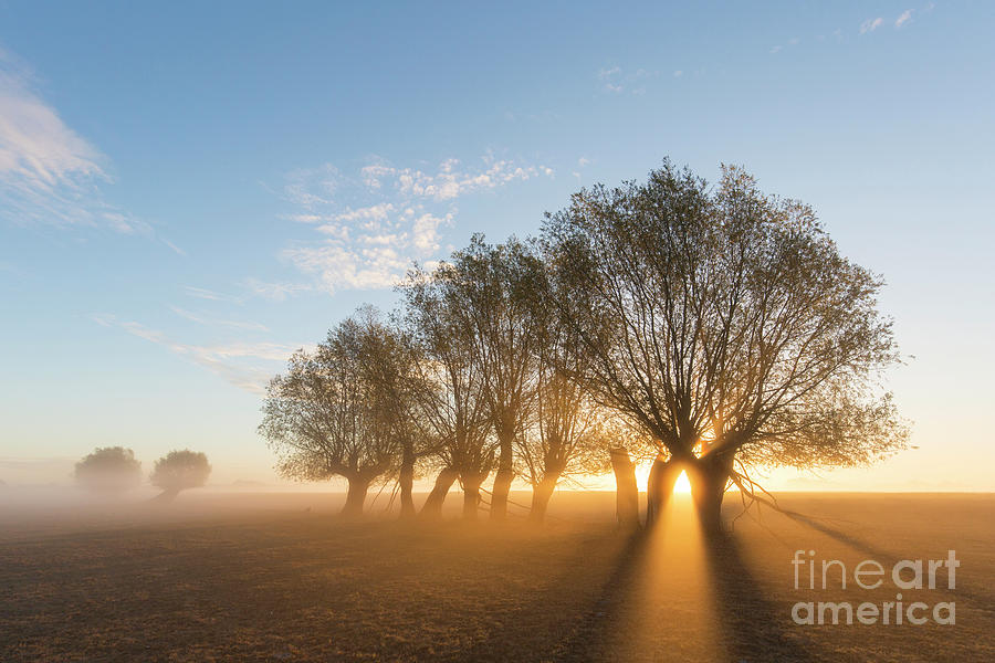 Tree Photograph - Willows by Arterra Picture Library