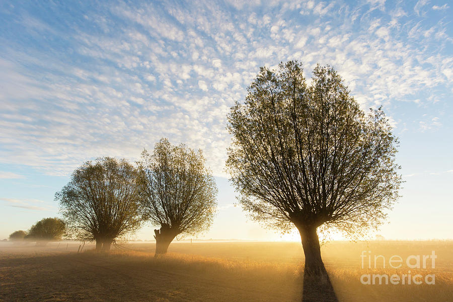Willows at Sunrise Photograph by Arterra Picture Library