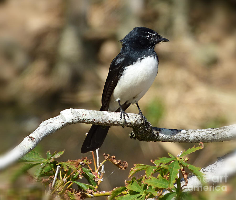 Willy Wagtail 2 Photograph By Trudee Hunter