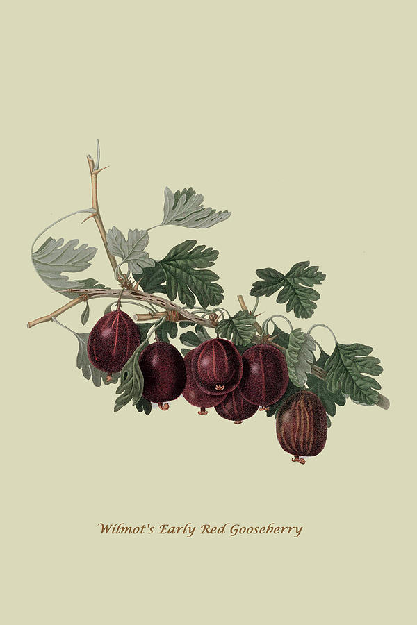 Wilmot's Early Red Gooseberry Painting by William Hooker - Fine Art America