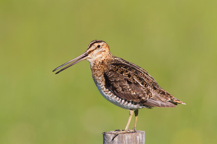 Wilsons Snipe, Gallinago Delicata Photograph by James Zipp - Fine Art ...