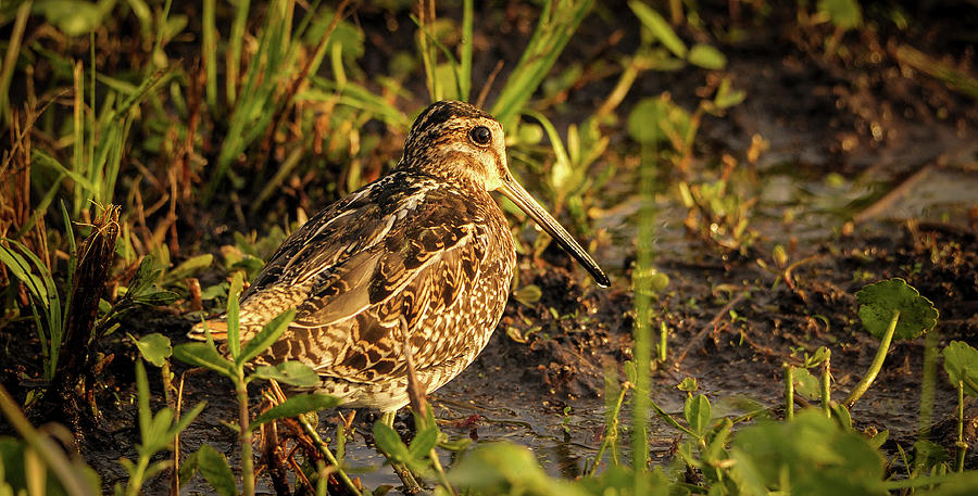Wilsons Snipe Photograph by Gene Bollig