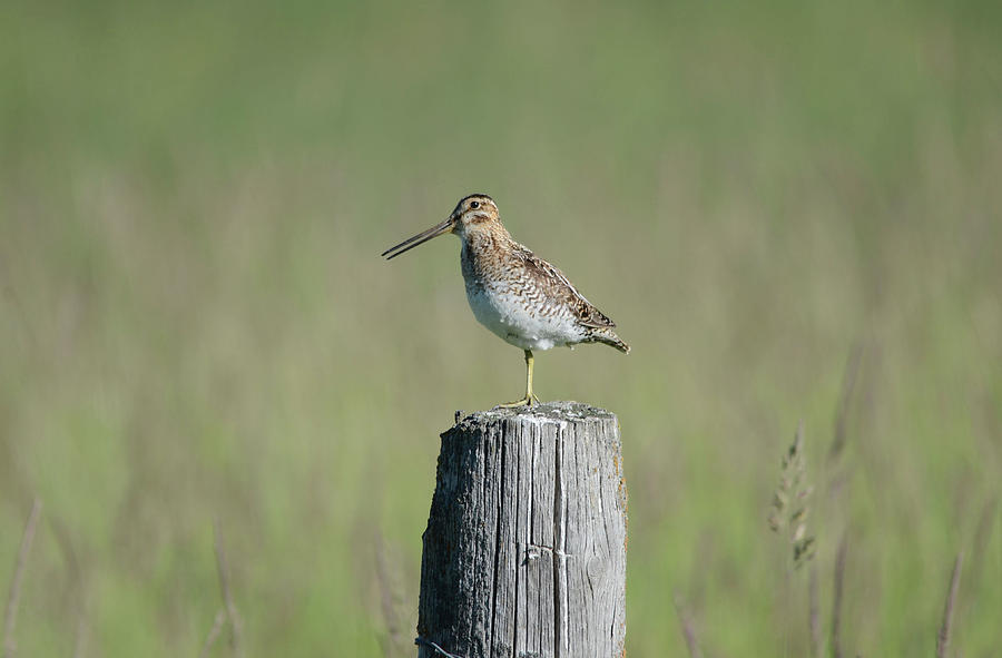 Wilsons Snipe Photograph by Whispering Peaks Photography
