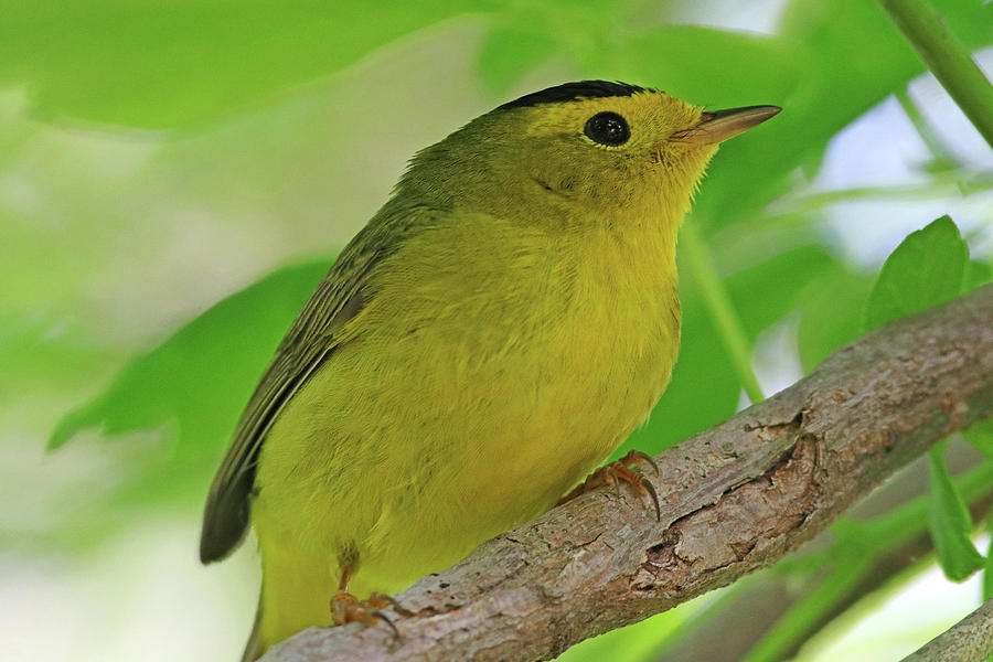 Wilson's Warbler Photograph by Joseph Siebert - Fine Art America