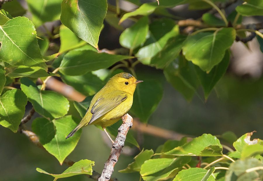 Wilsons Warbler Photograph by Loree Johnson