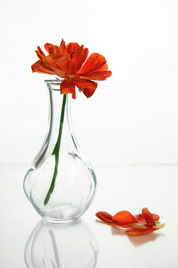 Wilted Gazania Red Flower On A Glass Vase. Photograph