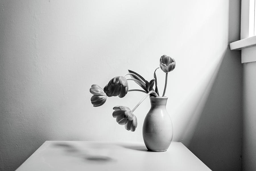 Tulips Photograph - Wilting tulips by the window by Natalie Board Tulips Photograph - Wilting tulips by the window by Natalie Board
