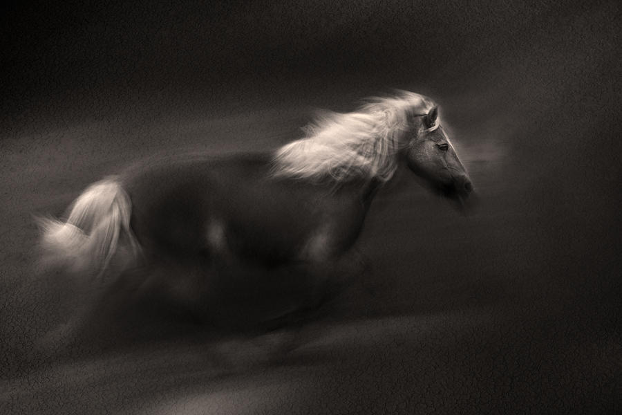 Horse Photograph - Wind And Earth Power by Martine Benezech