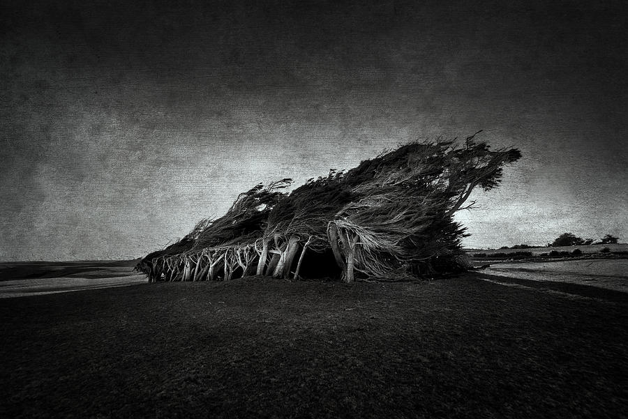Wind Blown Photograph by Graeme